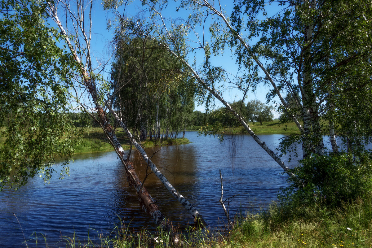 Березки - Владимир Безбородов