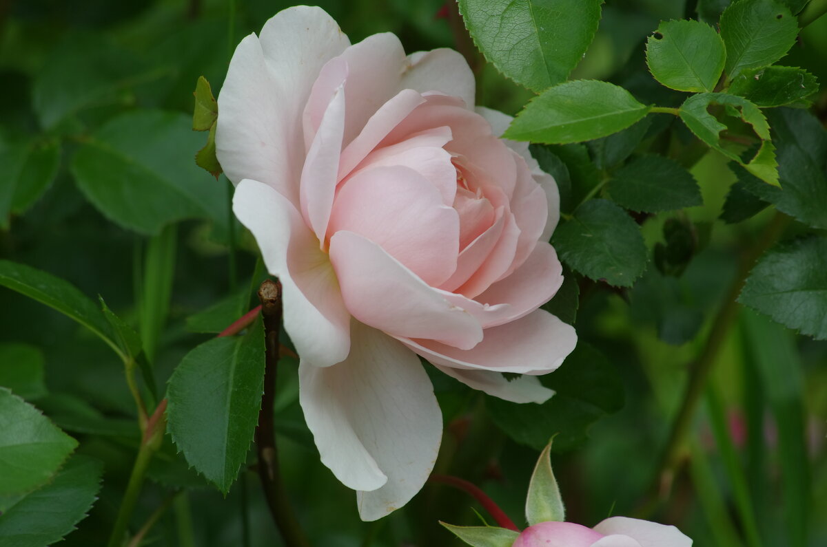 Роза английская - * vivat.b * 