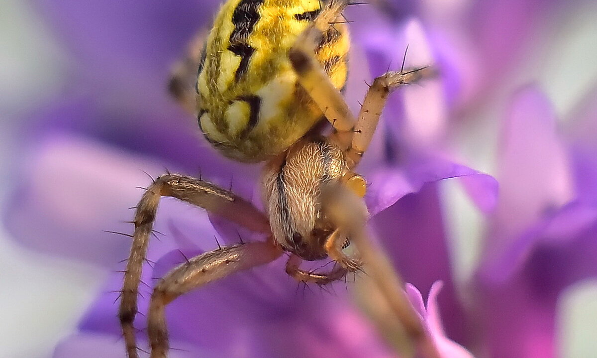 Паук пчела