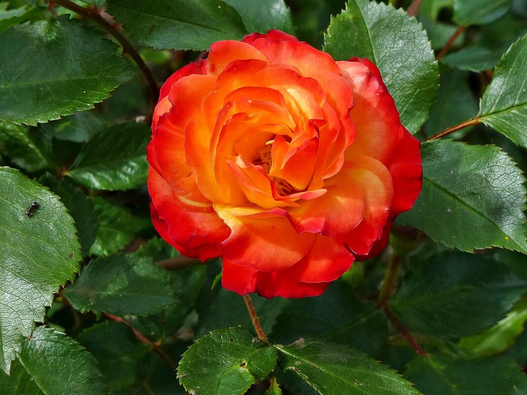 Роза – символ совершенства - Лидия Бусурина