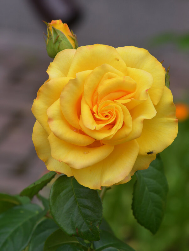 Желтая роза... - Наташа *****