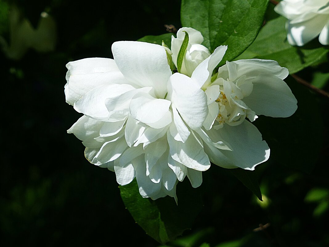 Цветы жасмина - Лидия Бусурина