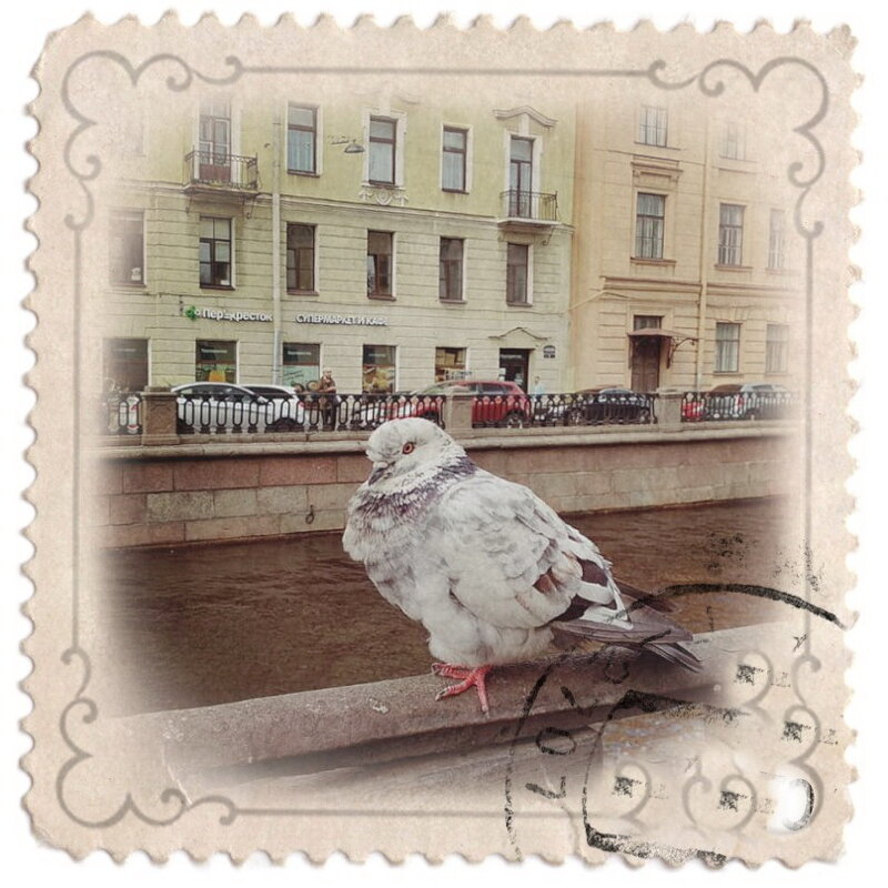 Почтовый голубь из Санкт-Петербурга.... - Tatiana Markova