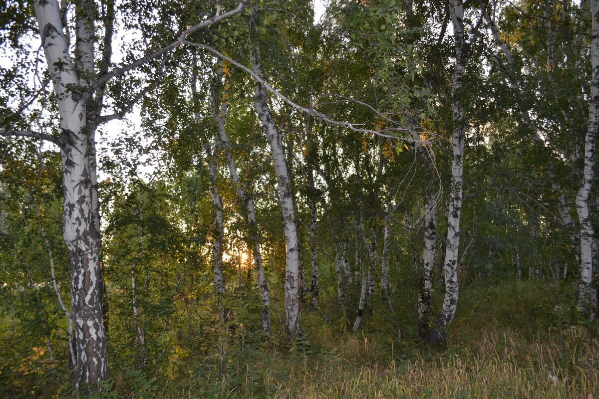 В берёзовой роще.... Солнце прячется - Андрей Хлопонин