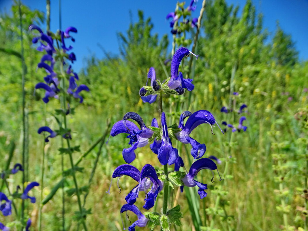 Шалей      .Шалфей луговой (лат. Salvia pratensis - ivan 