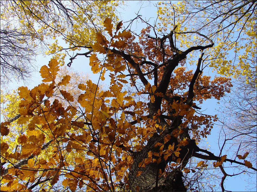 Осень достала краски, Ей много покрасить нужно: Листья – желтым и красным, Серым –..... и лужи. - Владимир 