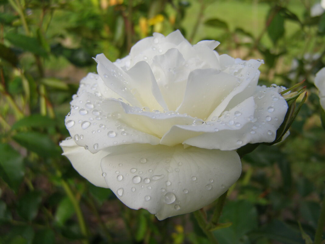Белая роза после дождя - Анна Воробьева