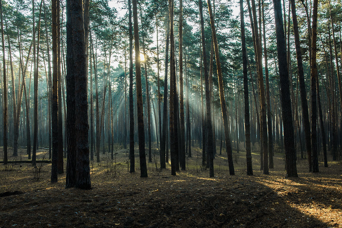 Утро в сосновом лесу - Сергей 