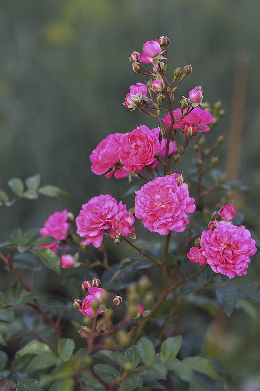 Кустовая мелкоцветковая роза - Елена 