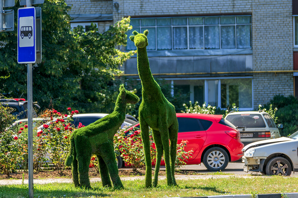 Жирафы, но зеленые - Игорь Сикорский
