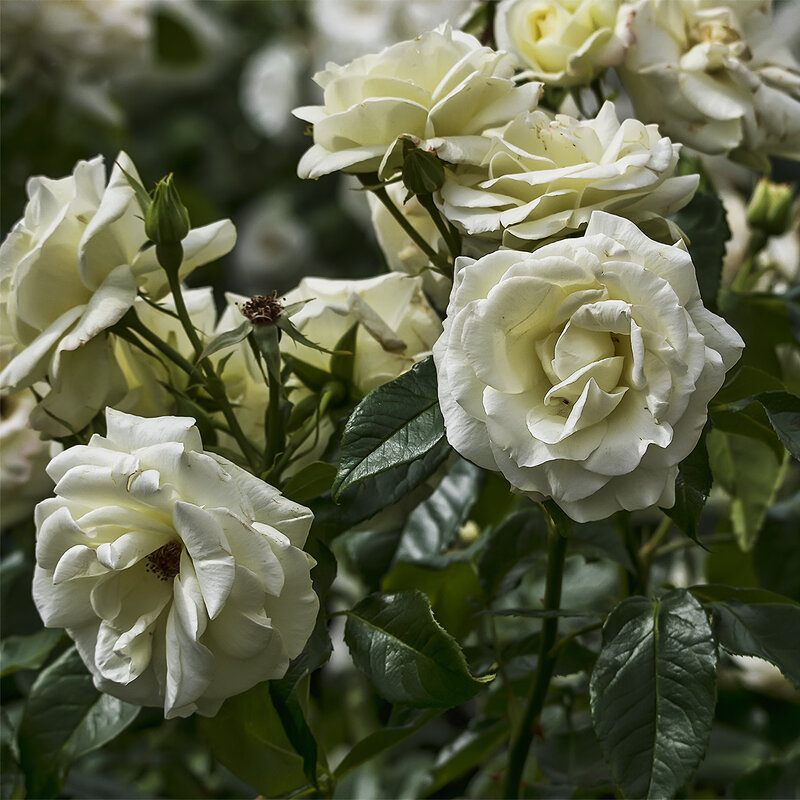 Белые розы - Александр 