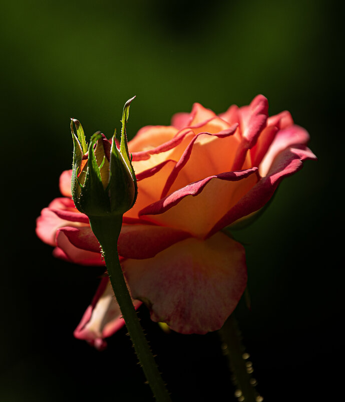 Роза в саду. - Елена Савчук 