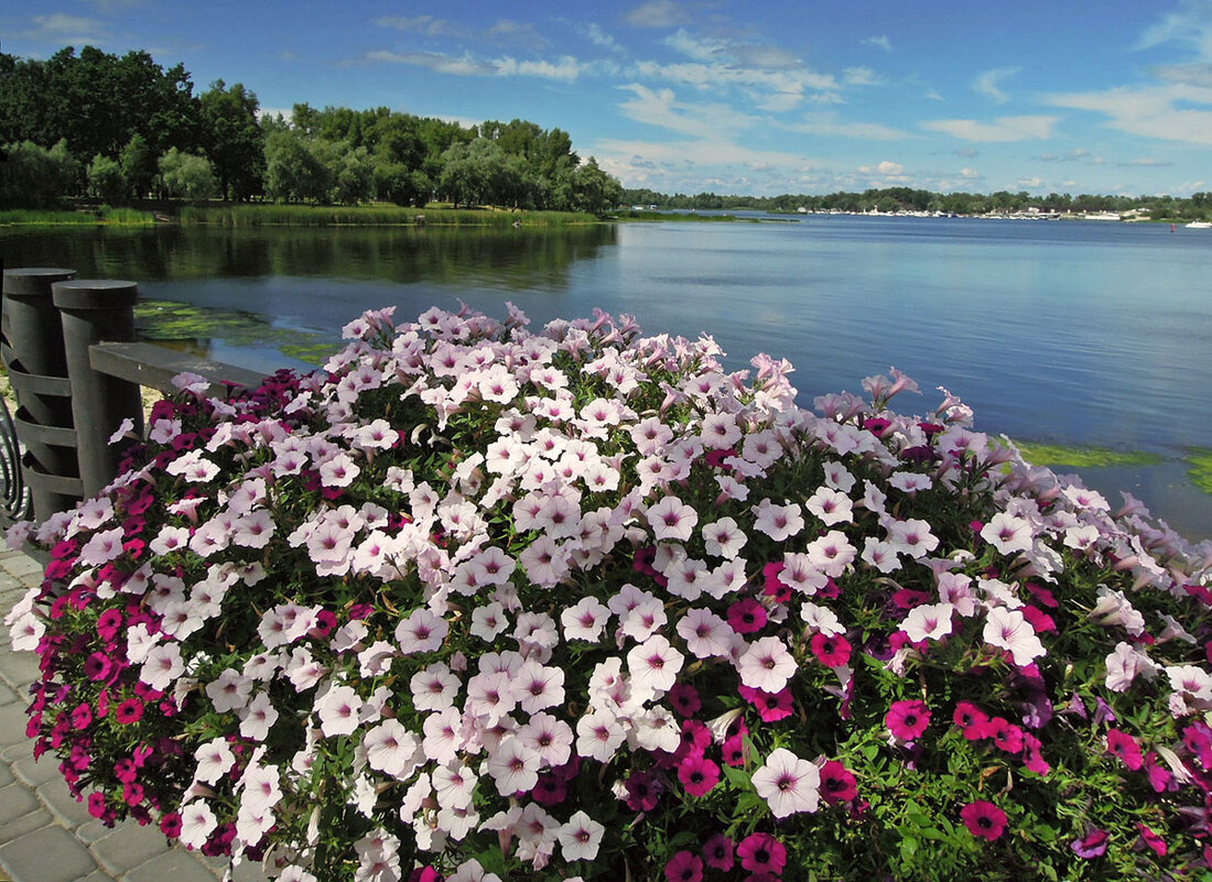 Сквозь цветы - к парку и реке! ) - Тамара Бедай 