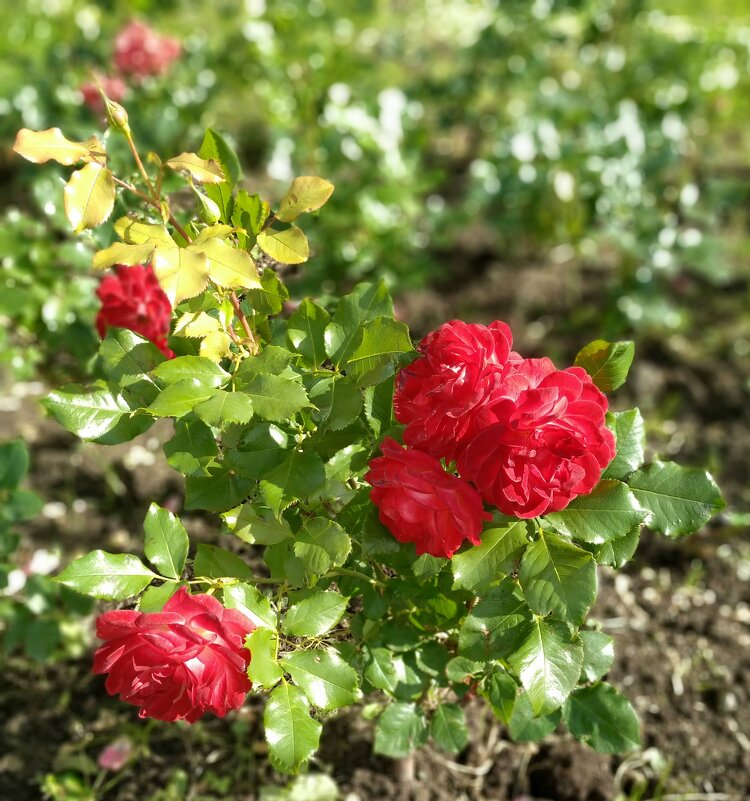 ..О прекрасная летняя роза...символ нежной, ранимой души... - Наталия Павлова
