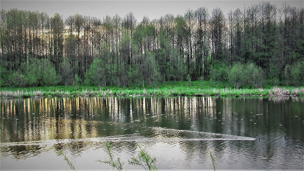 Река перед парком - Игорь 