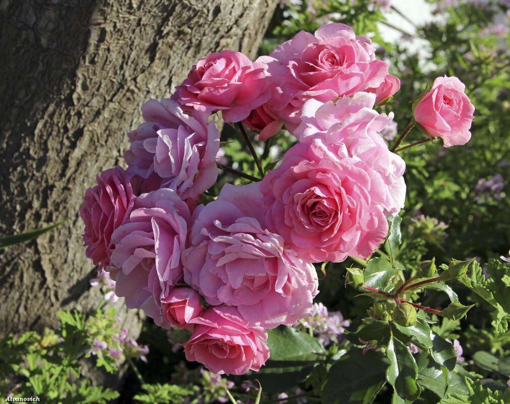 За красоту мы любим розы, их дивный запах, аромат. - Андрей Иванович (Aivanovich-2009)