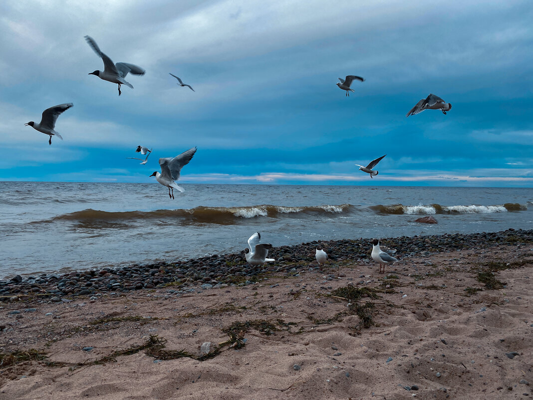 birds in the sky - AirStream 