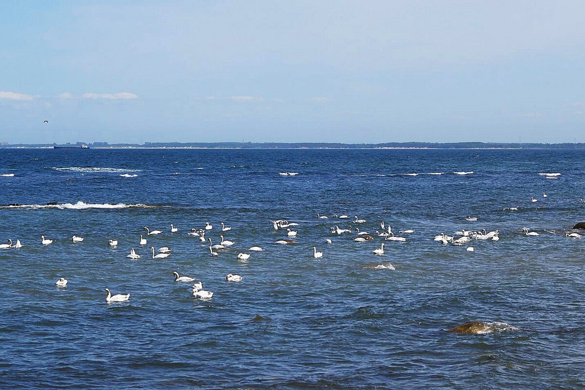 Лебеди на море - Маргарита Батырева