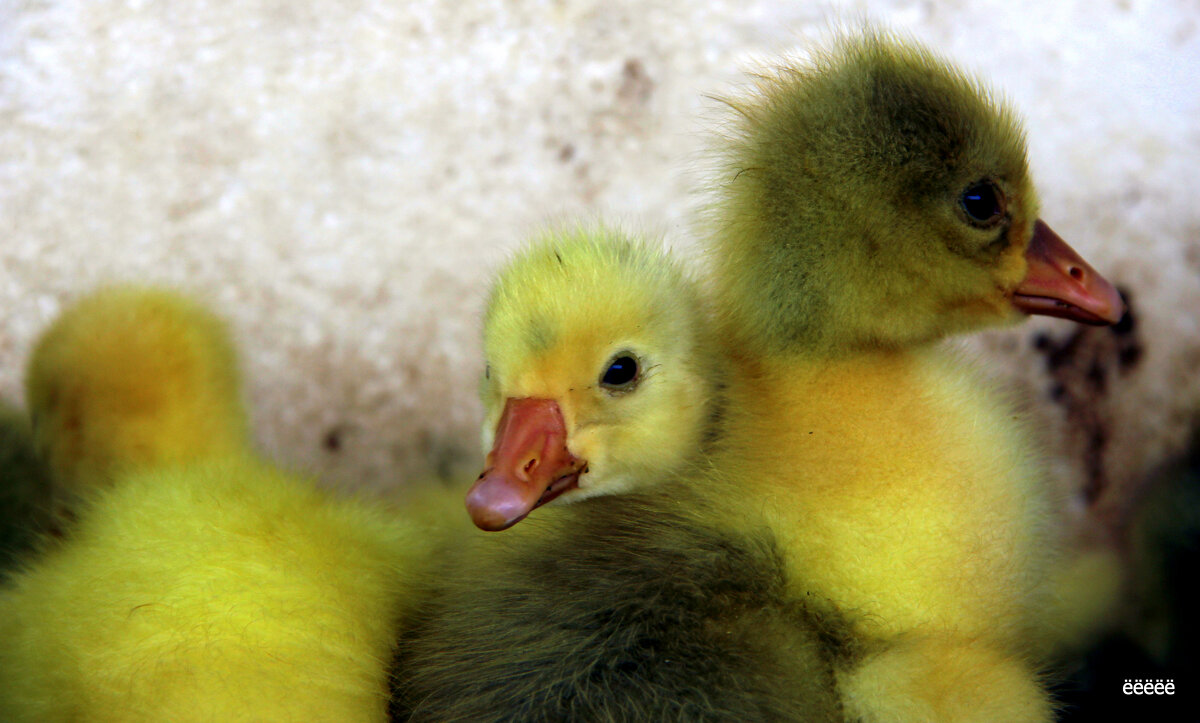 Ducklings Lives Matter - igg 