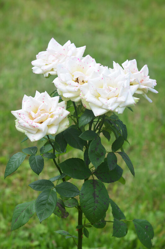 Белые розы... - Наташа *****