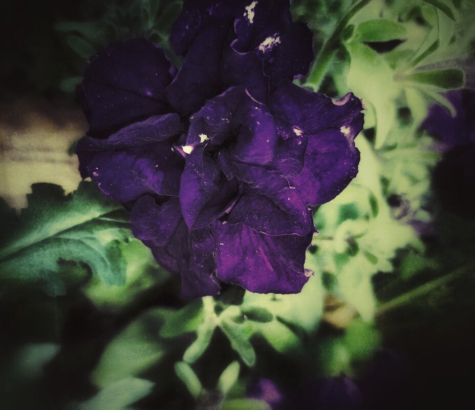 Purple petal - Елена Елена