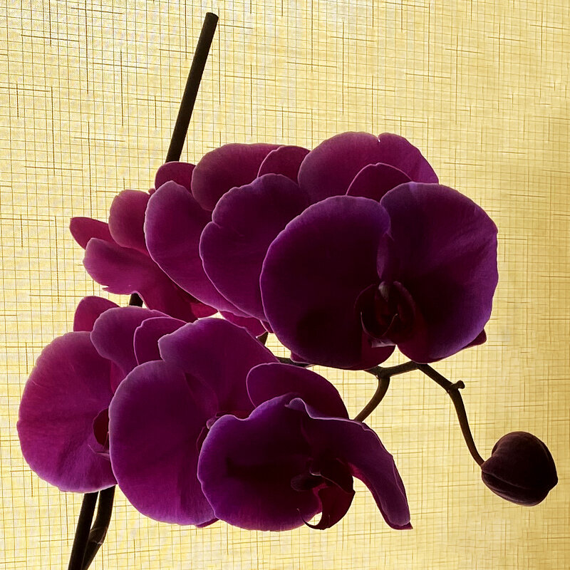 Оверлеппинг орхидеи. - Sergii Ruban
