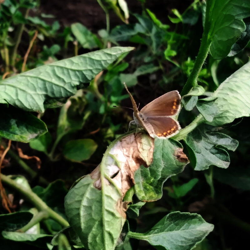 Butterflies - Анара 