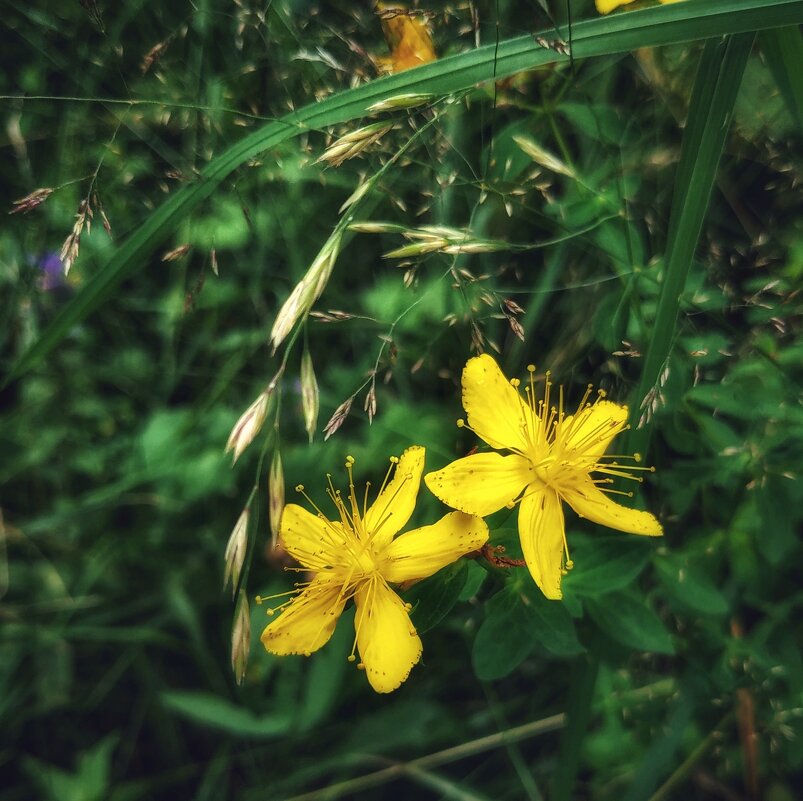 лесные жёлтые цветы - Валентина. .