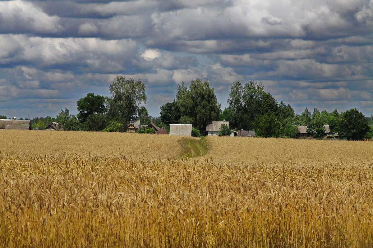 Пшеничная деревня - M Marikfoto