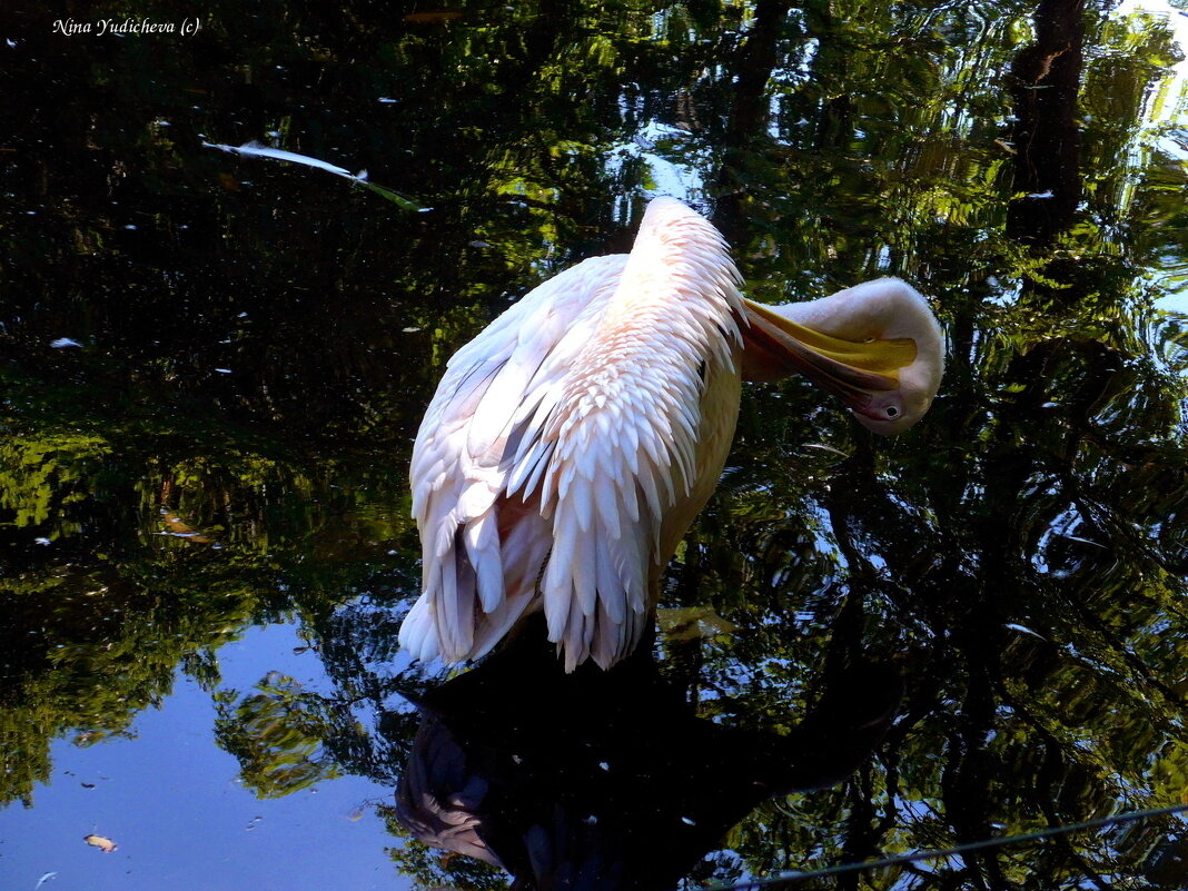 Розовый пеликан - Nina Yudicheva