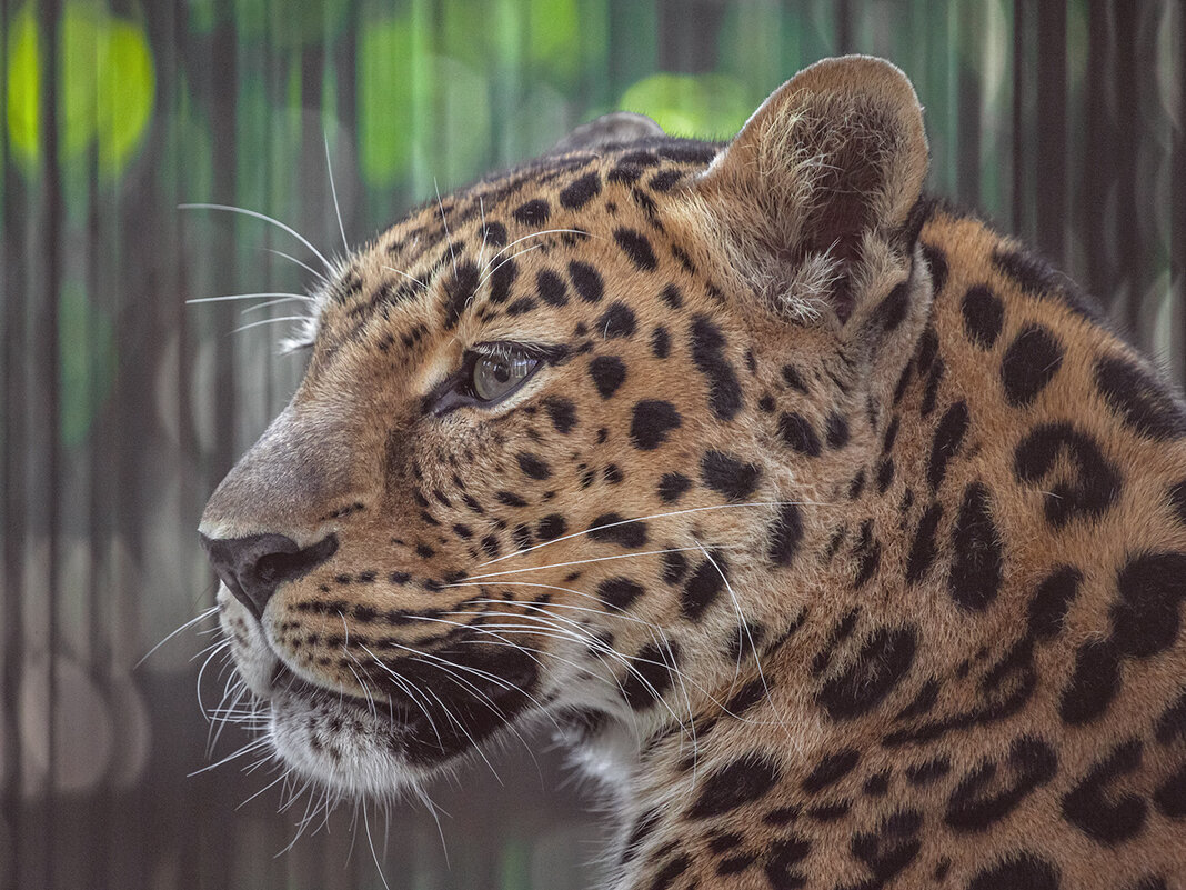 Дальневосточный леопард. Новосибирский зоопарк. 03.08.2020. - Владимир Габов
