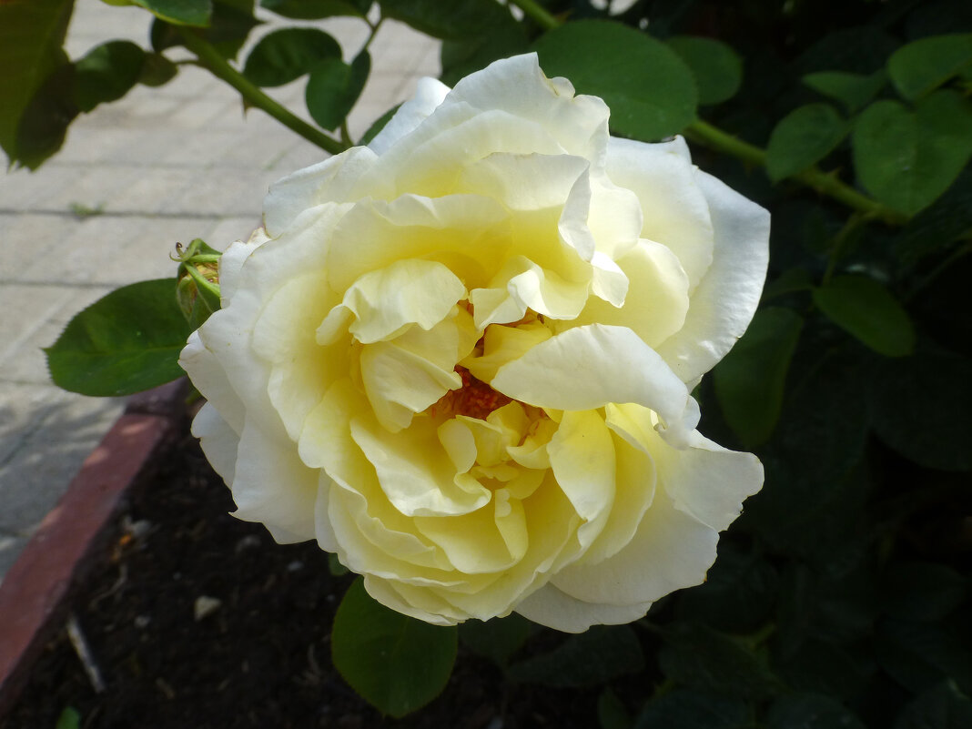 Розы в августе - Наиля 