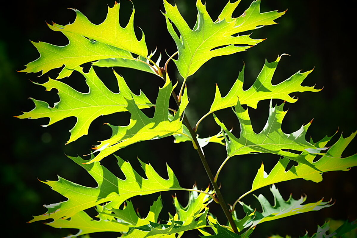 Резные листья - wea *