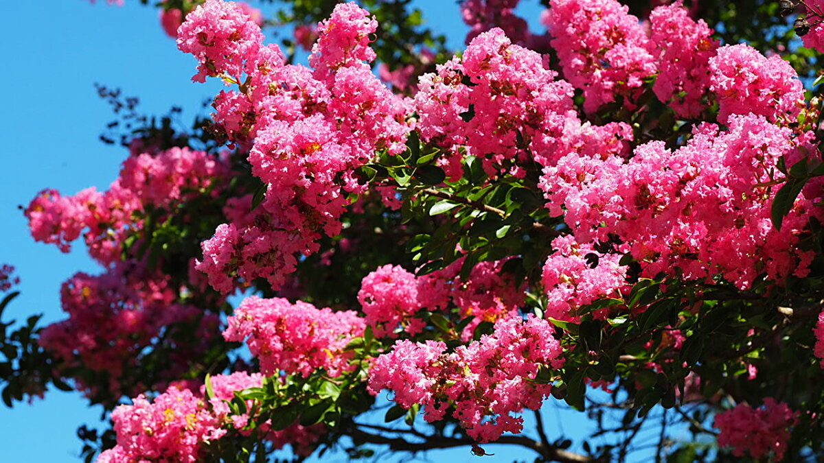 Lagerstroemia Indica Лагерстрёмия индийская - wea *