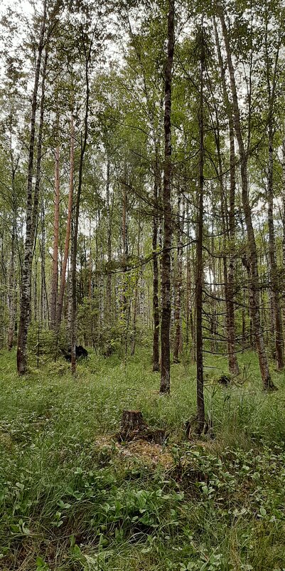 В лесу - Наталья Герасимова
