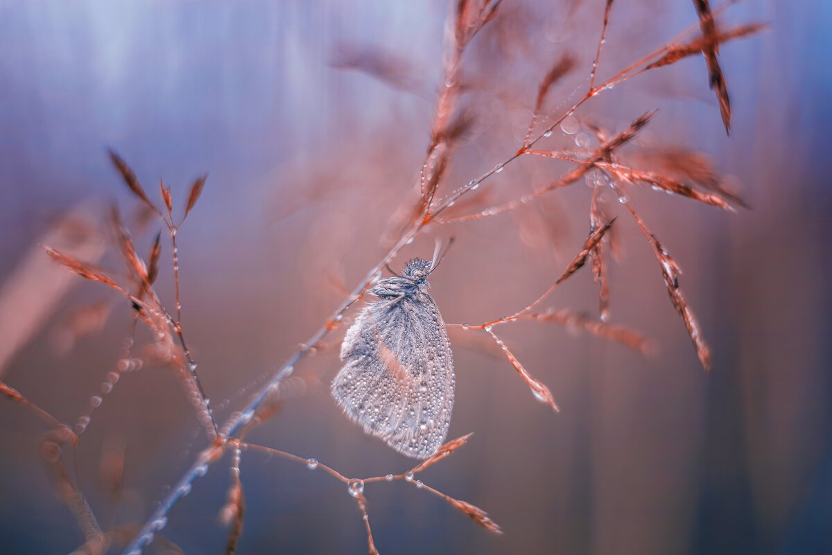 бабочка в утренней росе - Максим Вышарь