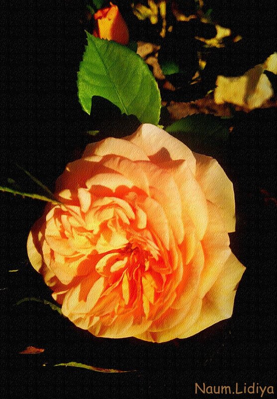 Розы в вечерних лучах солнца - Лидия (naum.lidiya)