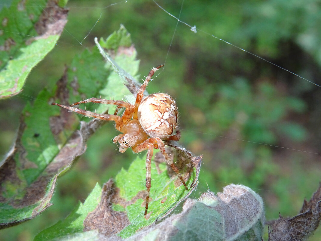 Паук Крестовик (Araneus) - Денис Бочкарёв