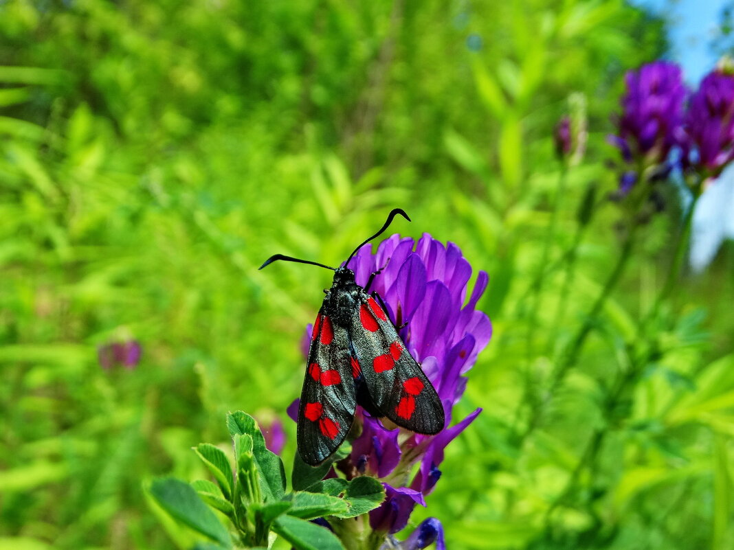 Пестрянка таволговая (лат. Zygaena filipendulae) — - ivan 