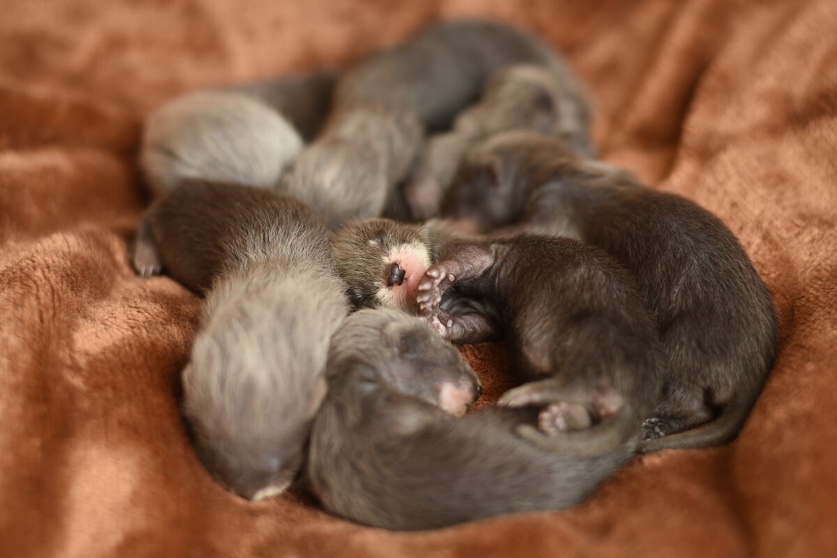 Little sleeping ferrets - Tatiana Kochergina