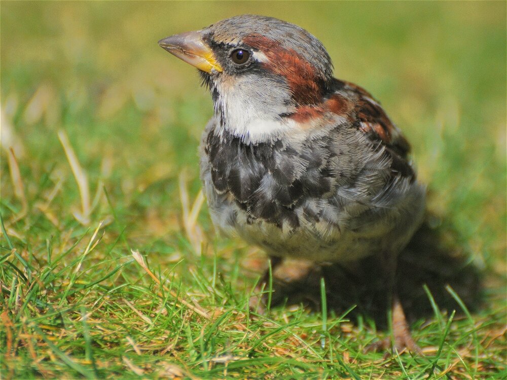 Домовый воробей(Passer domesticus) - Иван 