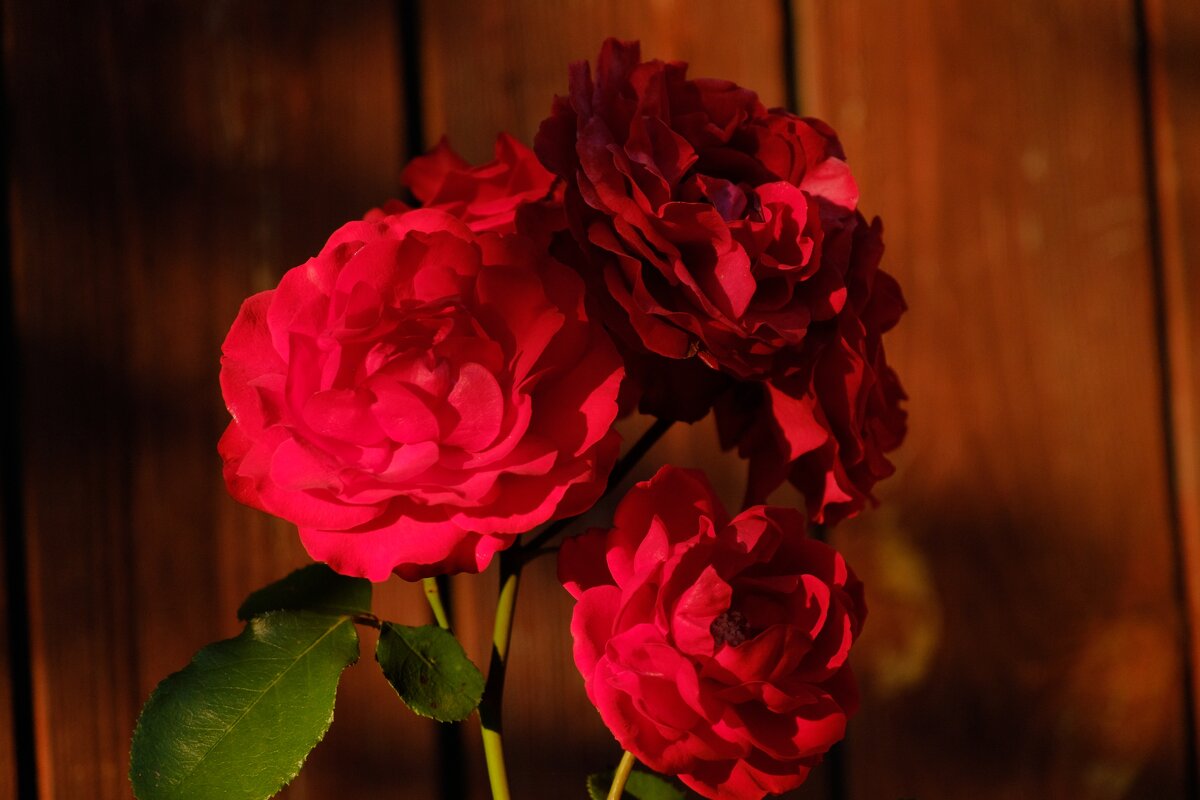 Мои розы - Вадим 