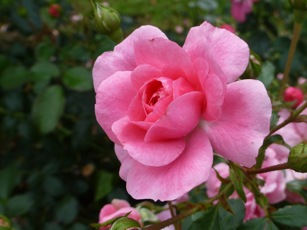Призванье розы— души восхищать - Лидия Бусурина