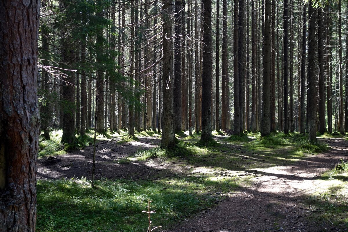 лес в Комарово - Елена 