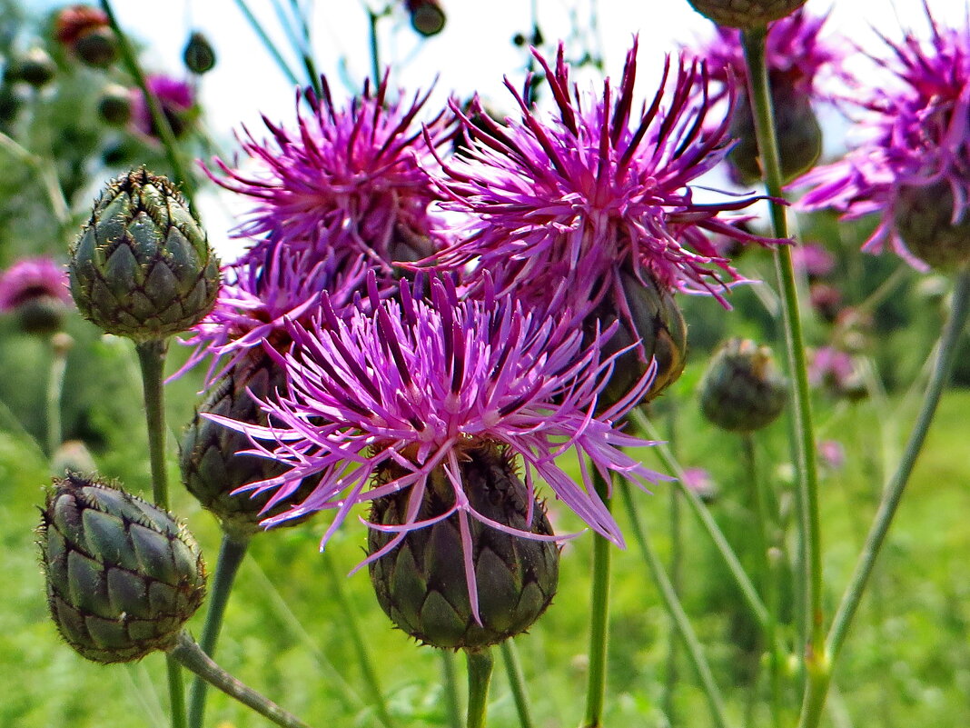 Василек.Centaurea apiculata Ledeb. (семейство Asteraceae)Василёк шипиковатый - ivan 