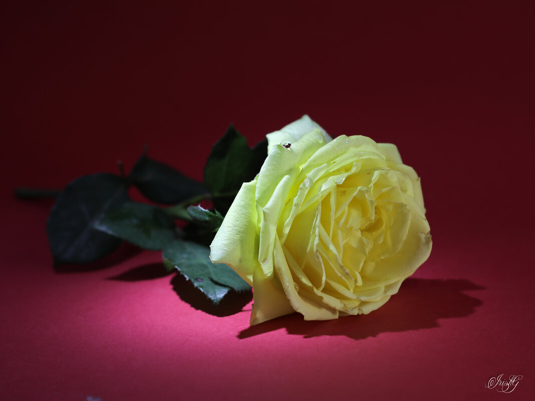 Желтая роза - Irene Irene
