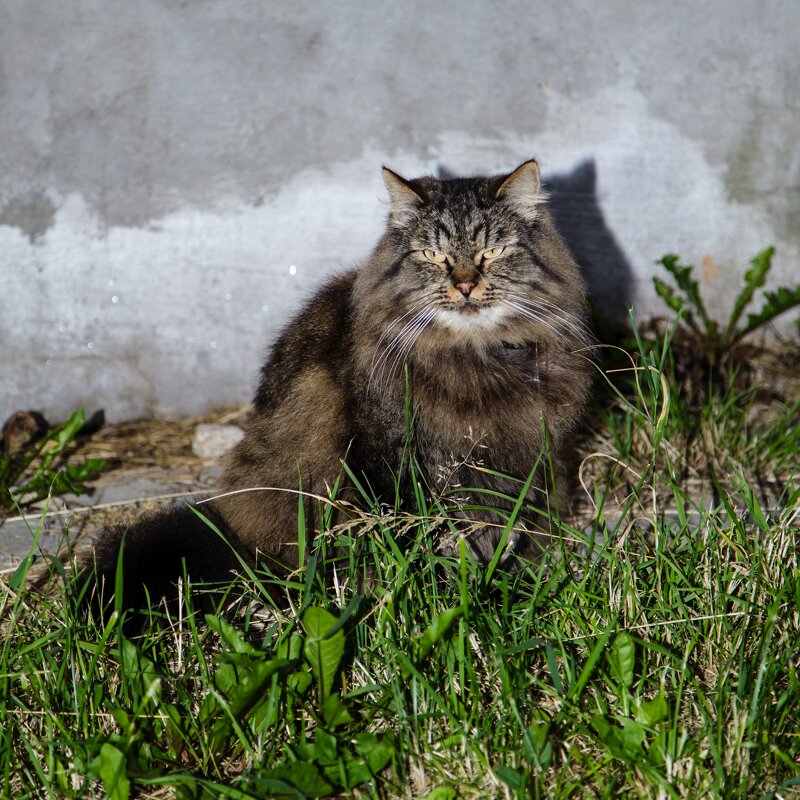 котофей - Андрей Иванов