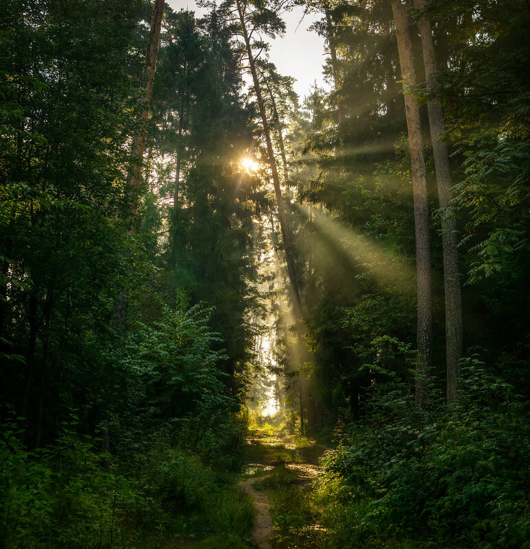 Утро в лесу - Алексей Строганов