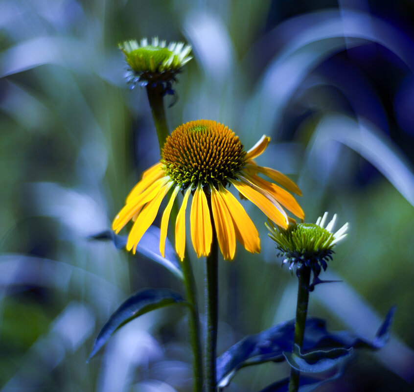 echinacea - Zinovi Seniak