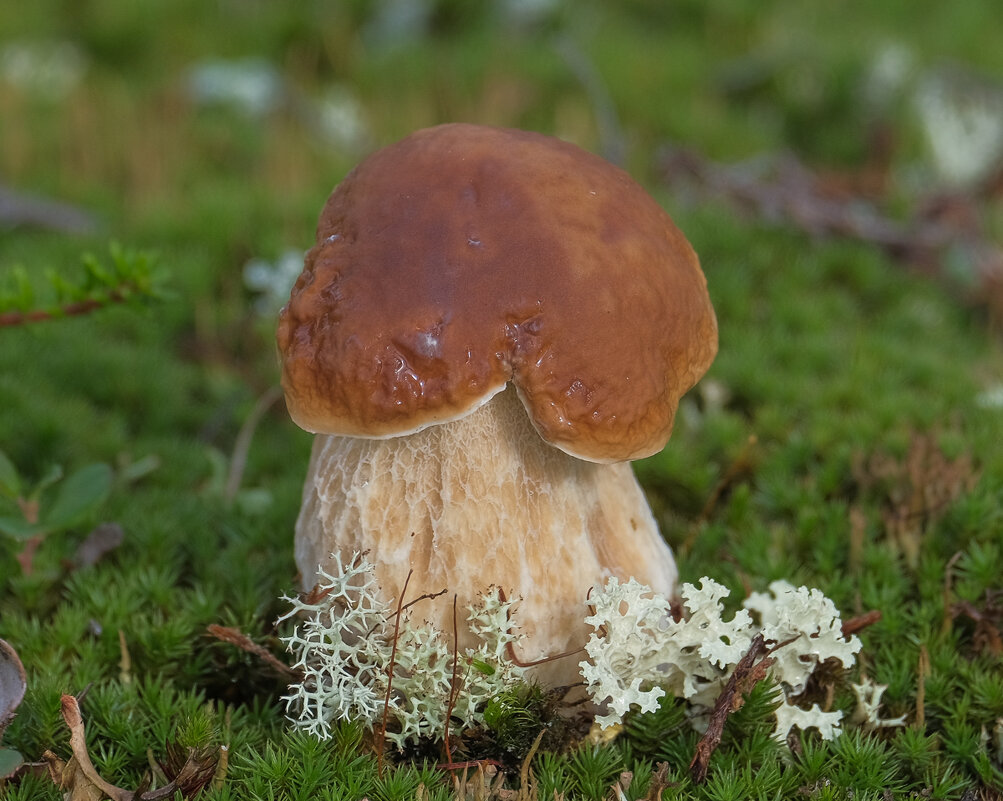 Белый гриб - Олег Кулябин